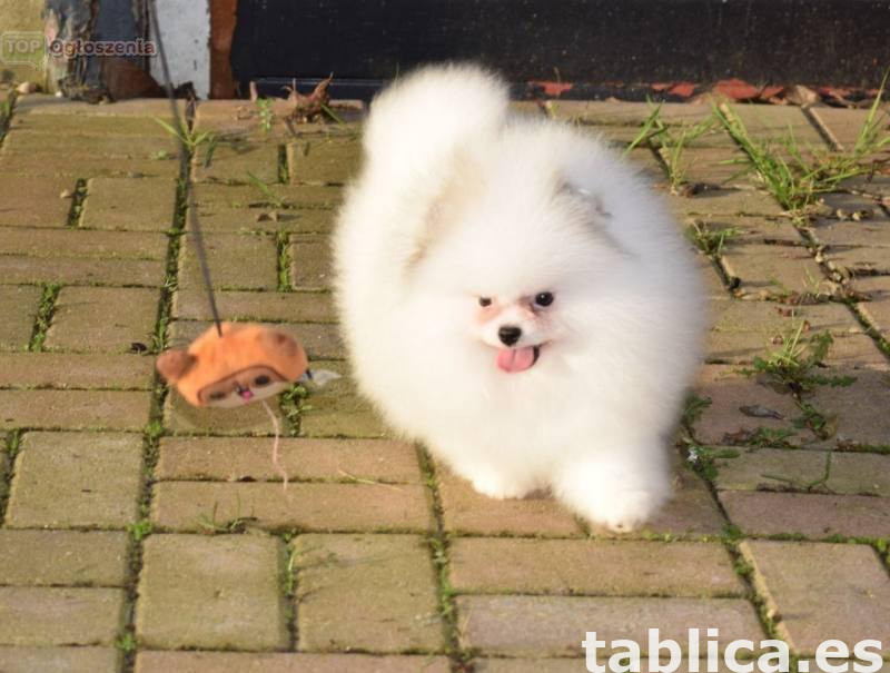 Szczeniaki rasy pomeranian 0