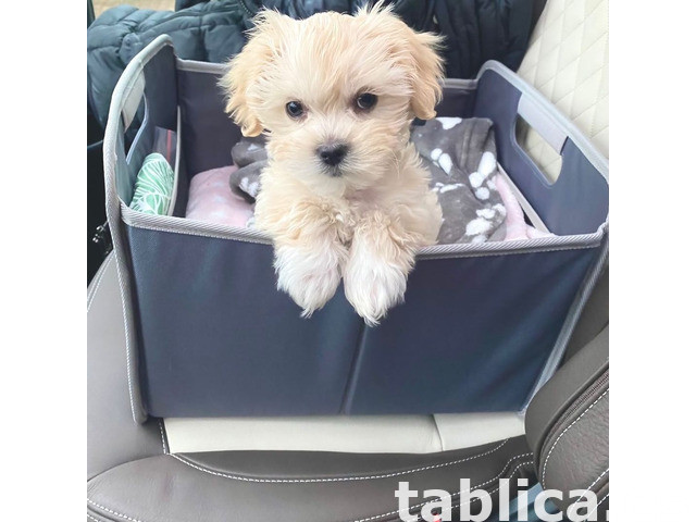 Słodkie szczenięta rasy Maltipoo, hodowane w domu 0